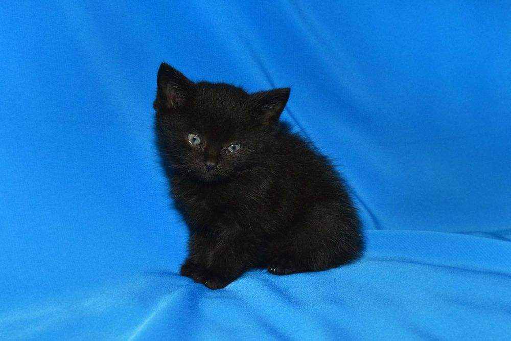 КОТЯТА ищут любящий дом!