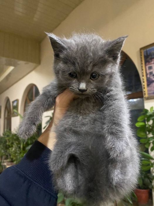 Skotish strayt sotiladi