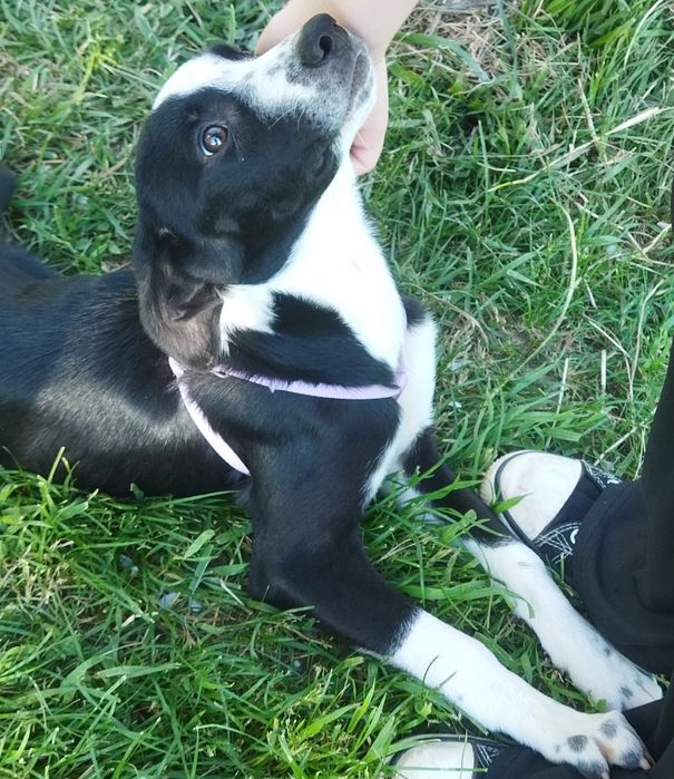 ПОДАРЯВАМ СПЕШНО ГОНЧЕТА ТЪРСЯТ ДОМ !!! – 5 малки бебета пазачи.