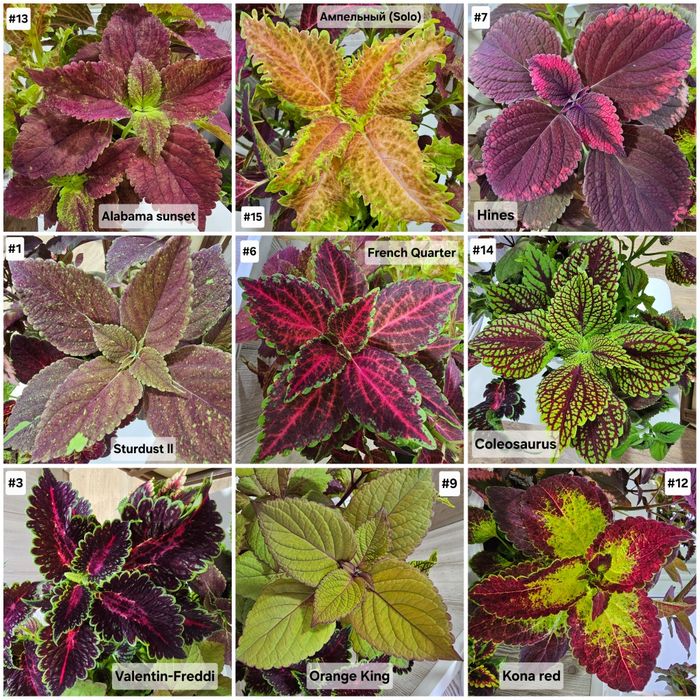 Цветы и растения
