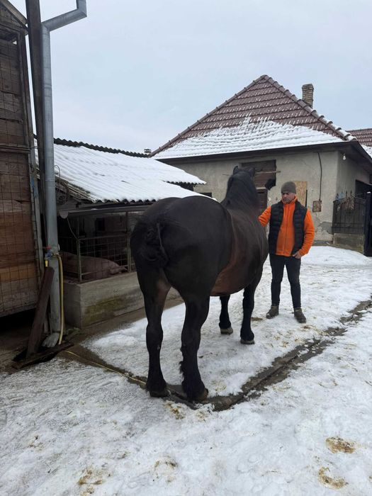 Vând iapă          .