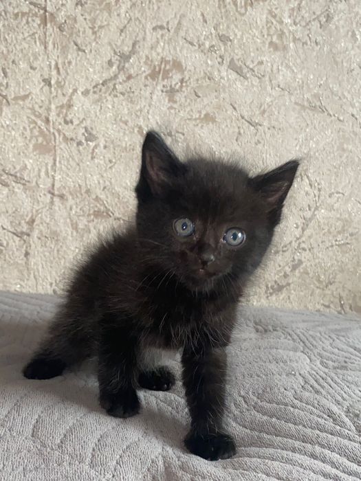 Котята бесплатно