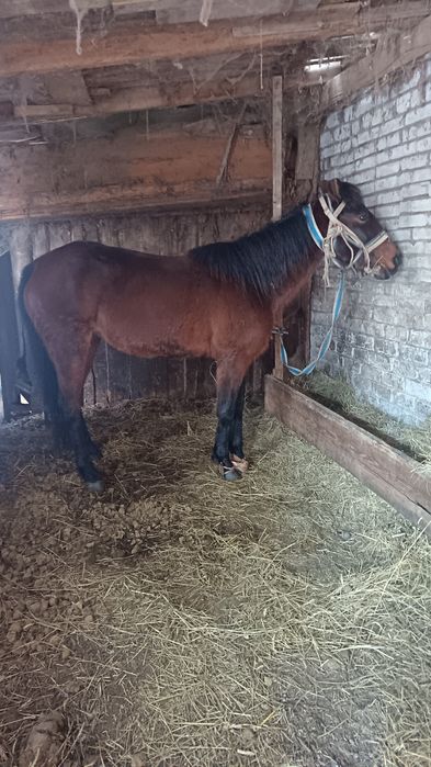 Продаю кабылу 500 тысяч