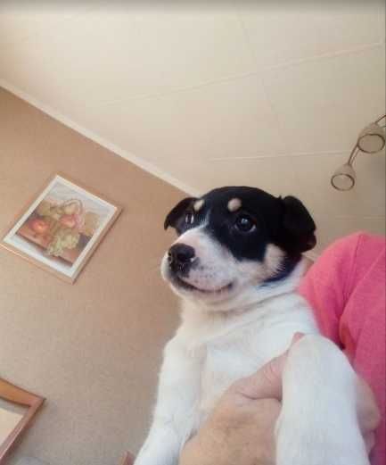 Девочка Алиса, последняя из помета, два месяца, выжила на морозе !