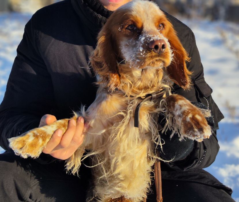 Продаётся кокер спаниель