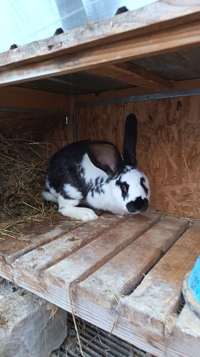 Iepurita fluture german