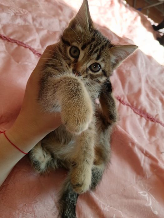 Отдам котёнка в добрые руки