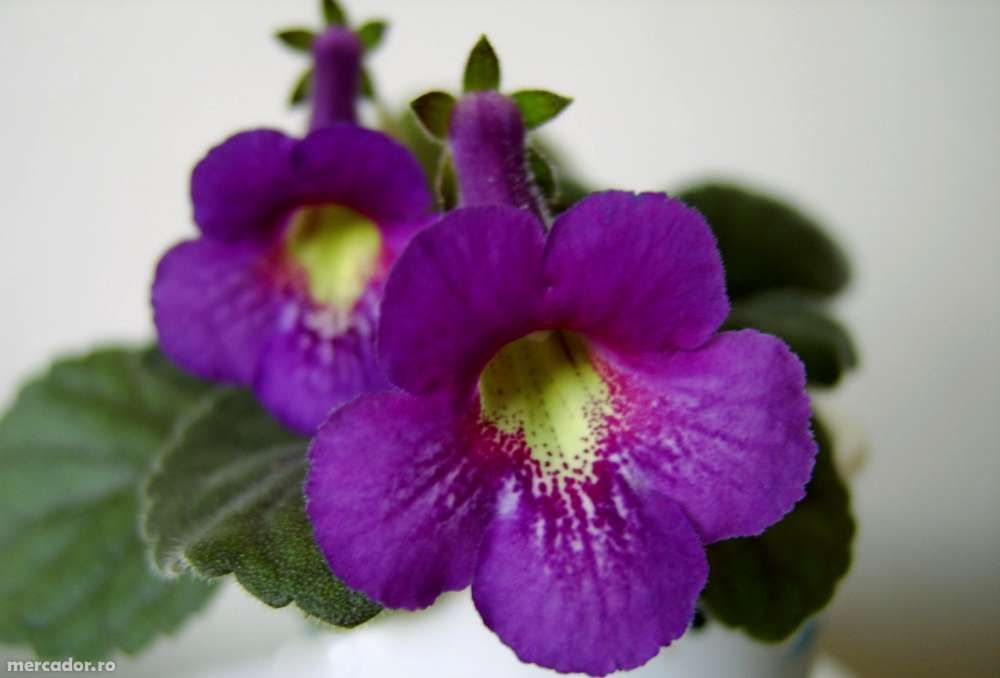 mini gloxinia- 10 bulbi culori mixte 95Ron /set posta inclusa,.