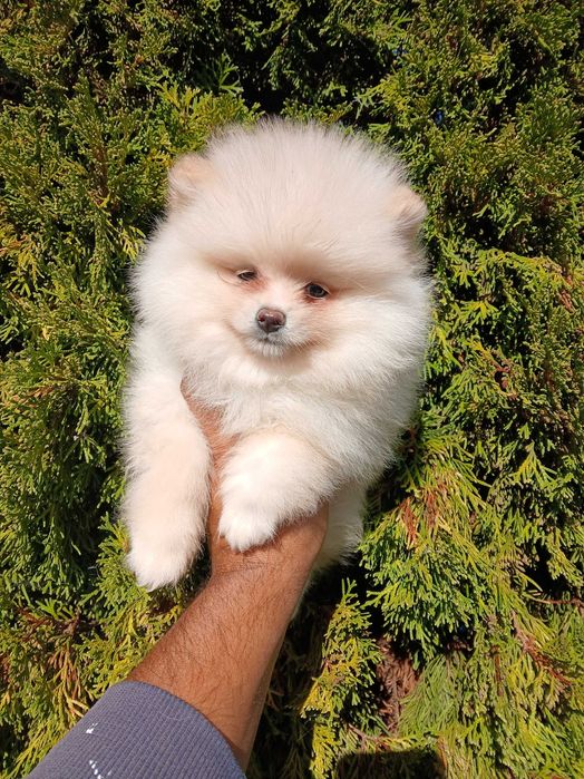 Померански шпицове