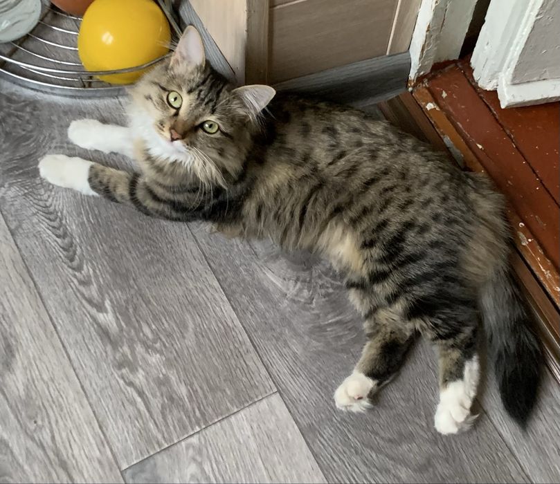 Красивая пушистая кошечка (Стерилизована)!