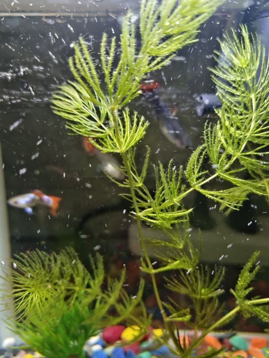 Аквариумное растение Роголистник