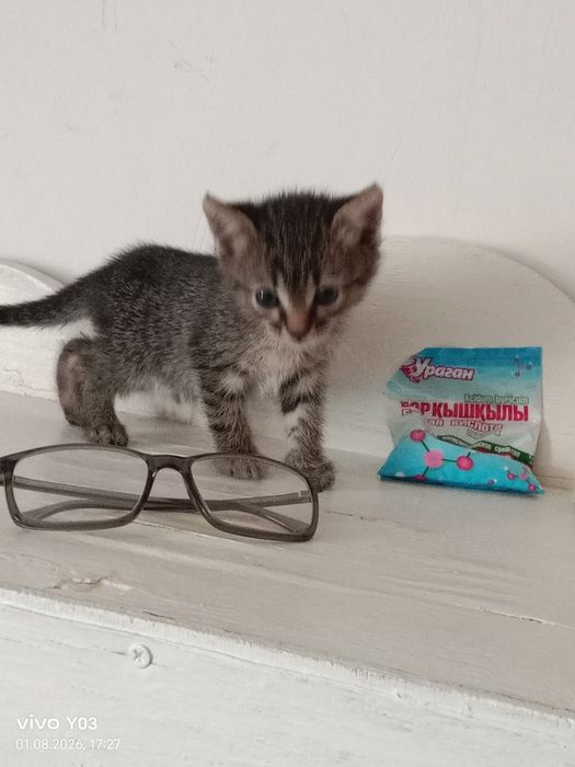 Отдам даром котенка