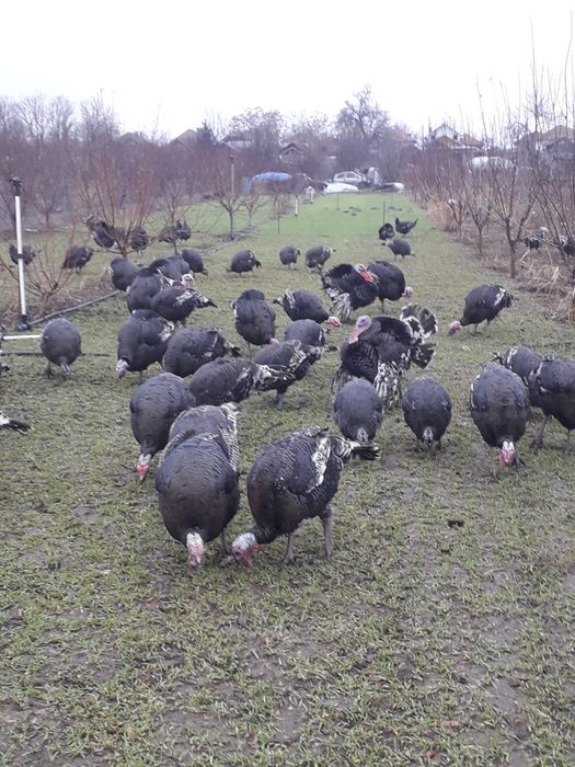 Curcani crescuti bio