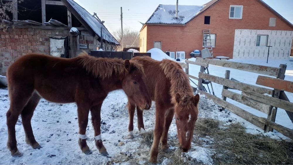 Продам жабагылар