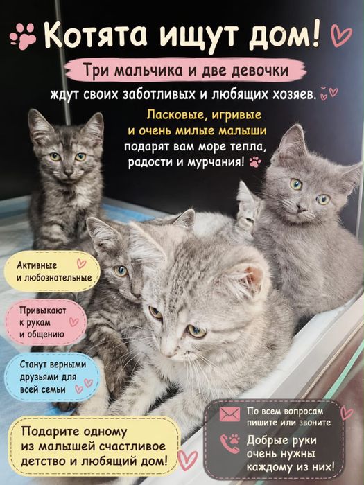 пристраиваются котята