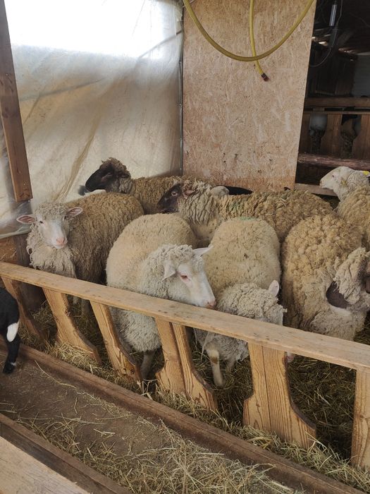 Oi mioare cu miei (toate sunt mieluțe) metis dorper