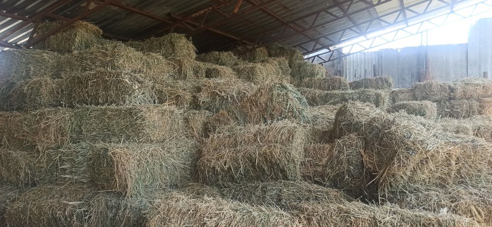 Сено люцерна,есть доставка
