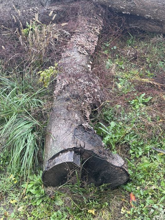 Trunchi de nuc 3 bucati