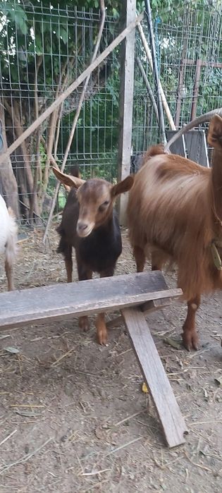 Capra rosie romaneasca