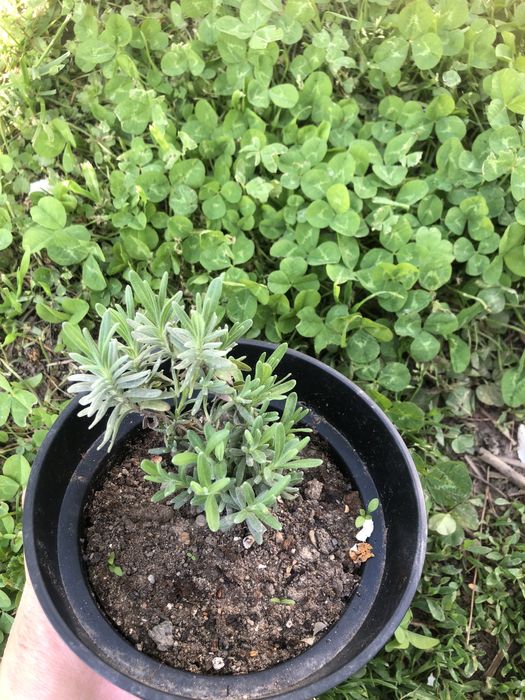 Лаванда темная южанка