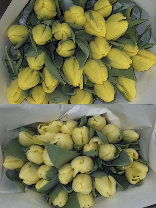 Луковицы Голландских тюльпанов