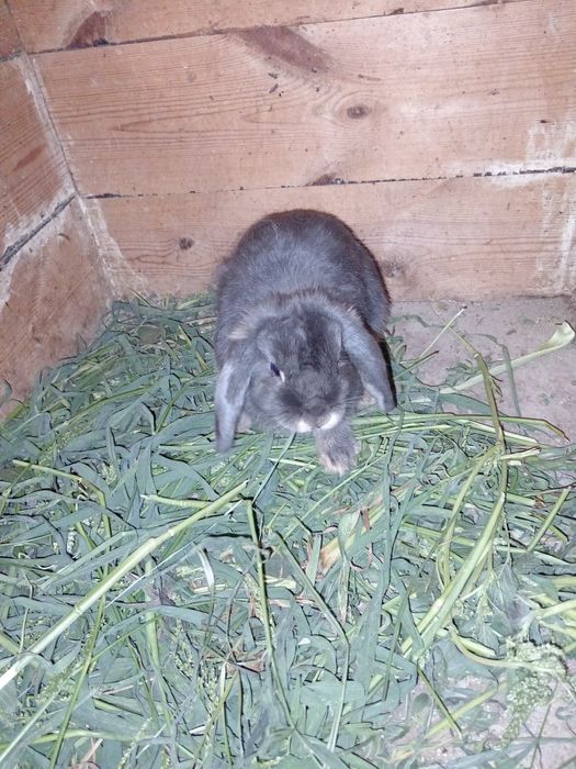 Продаются карликовые кролики.