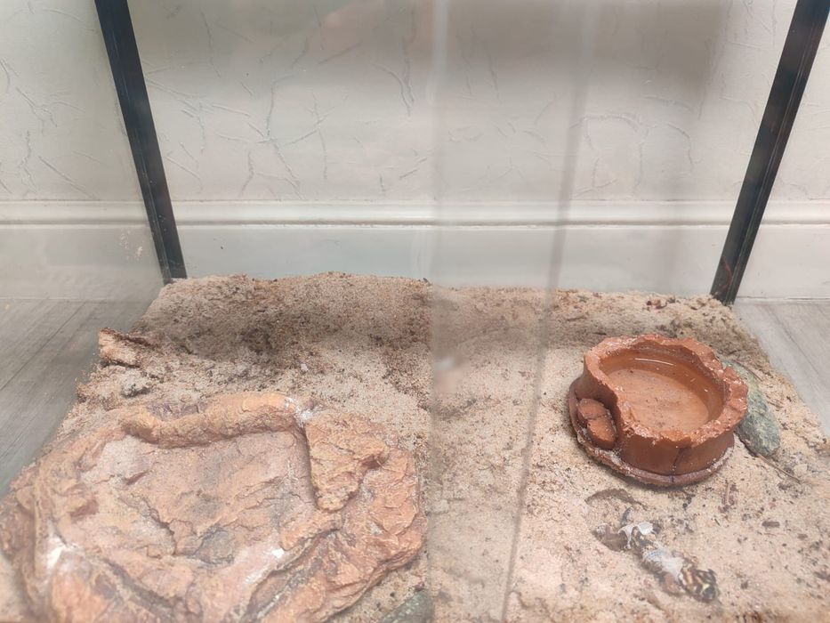 Продам террариум с гекконом