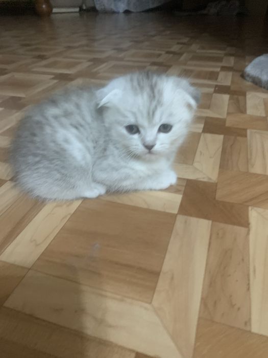 Котята шотландцы.