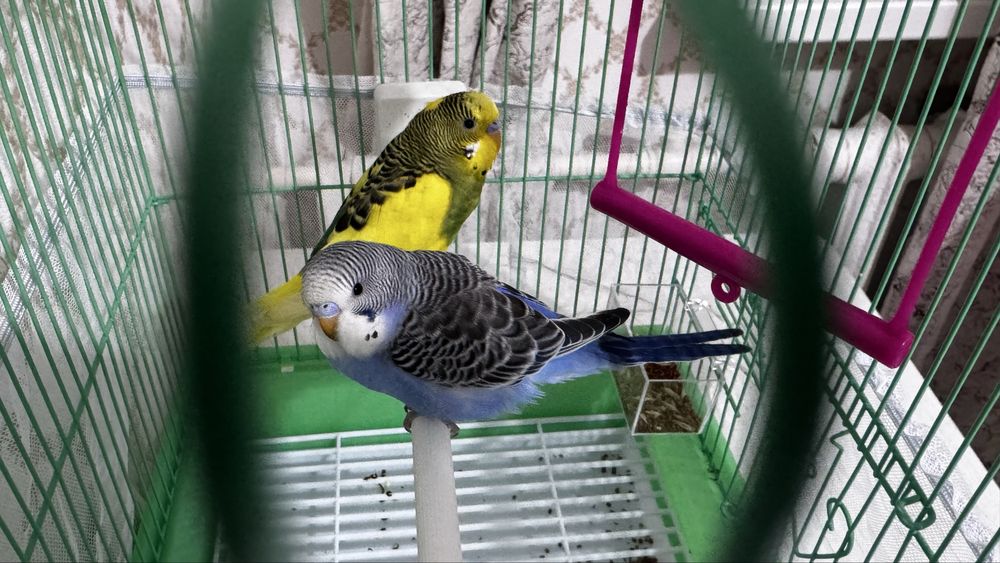 Папугай 2мальчика