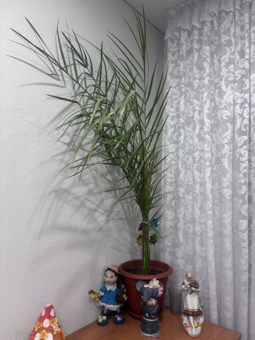 Продам цветы комнатные