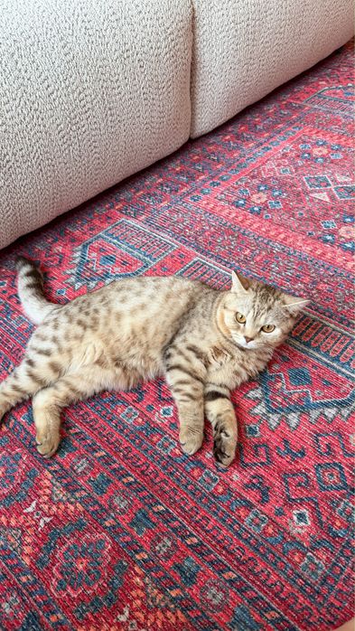 Продам кота шотландский скоттиш страйт
