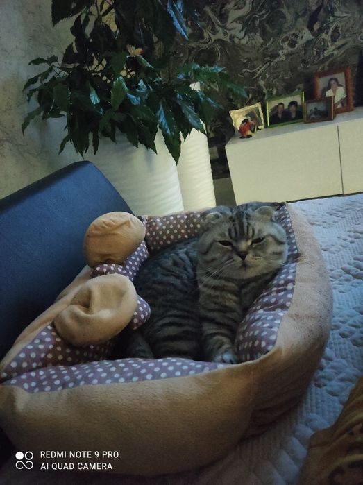 Шотландский кот. Вязка.