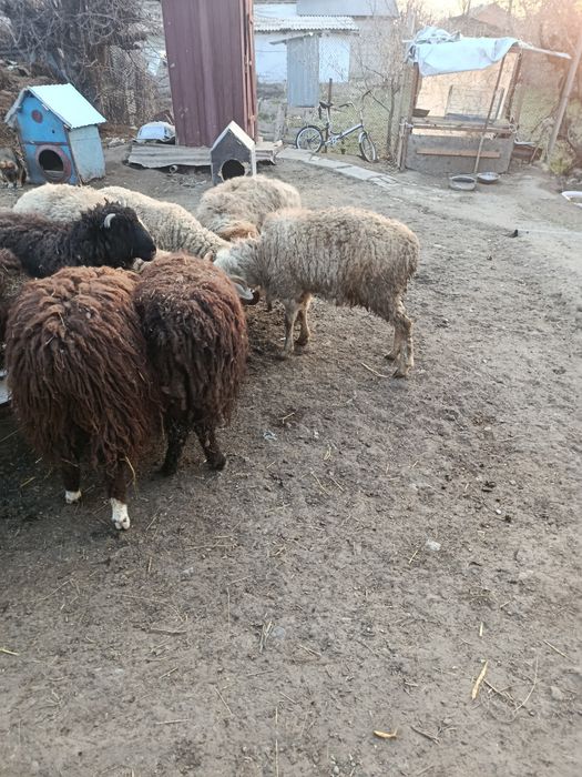 В Продажи Бараны Токты Секи.