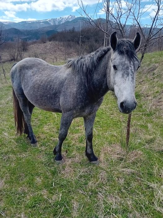 Vând armăsar bland