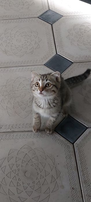 Отдам 2котят   и кошку