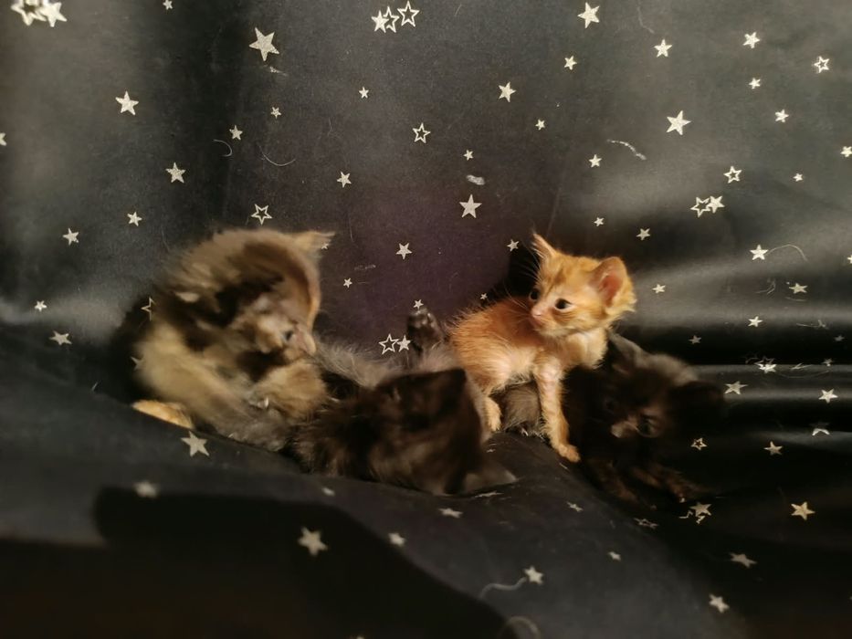 Отдам котят в хорошие руки
