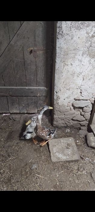 Schimb rățoi pe rațe