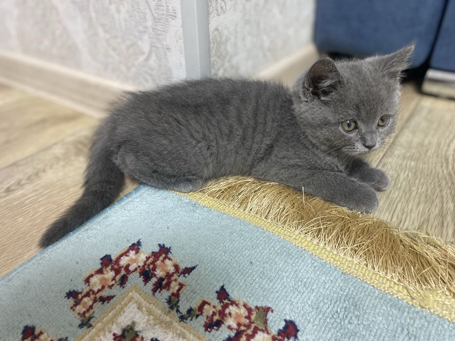 Британская кошечка