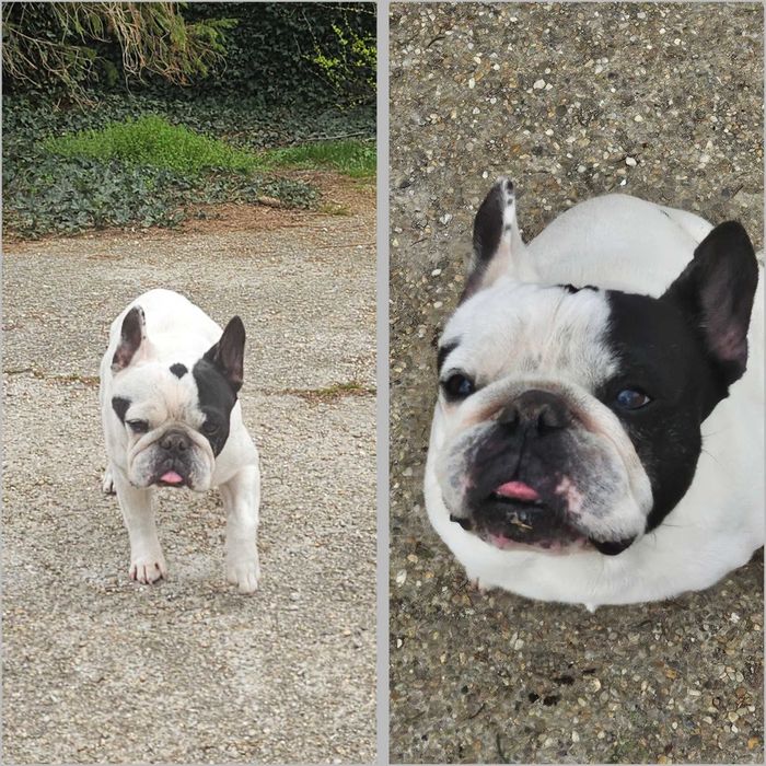 Frenchie cuminte spre adoptie