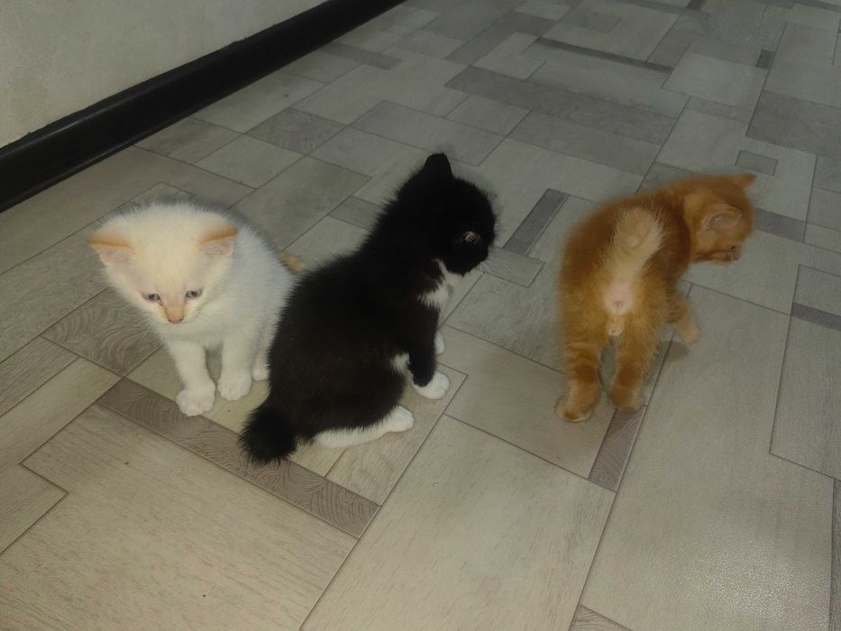 Отдам котят,в хрошие руки