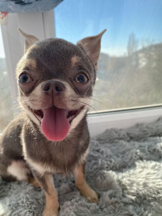 Вязка чихуахуа, ищем девочку