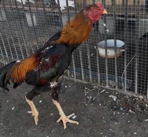 Продам петух бойцовый