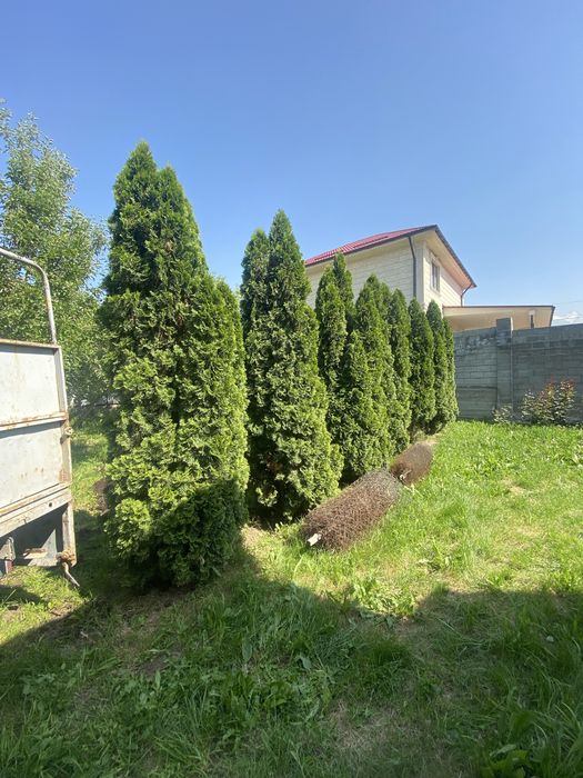 Продается туя смарагт