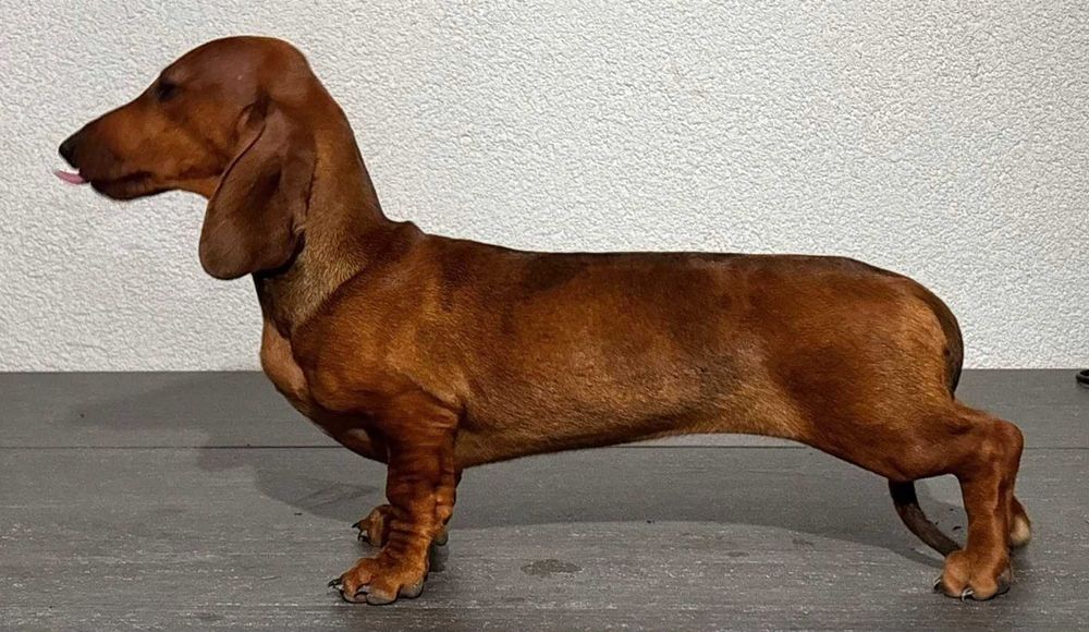Teckel Dachshund par scurt Pedigree FCI