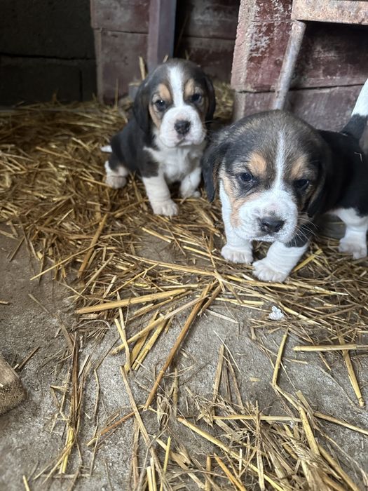 2 pui de beagle disponibili