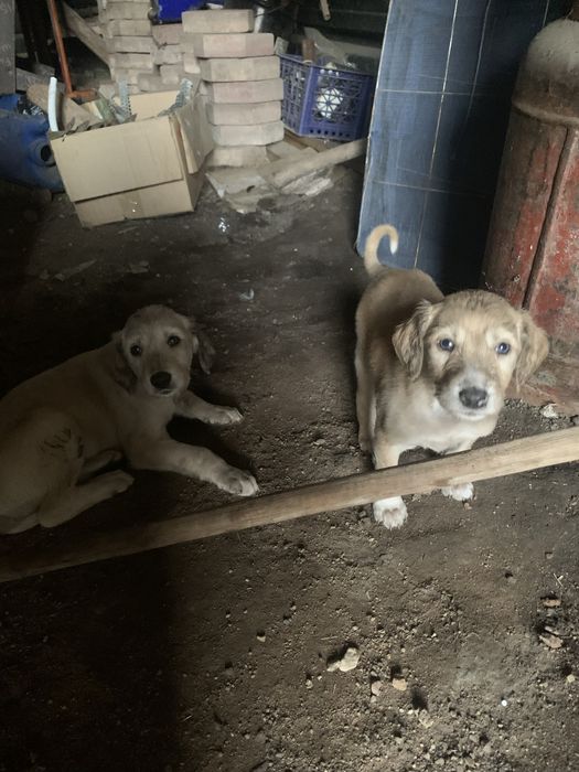 Таза тазы күшігі сатылады