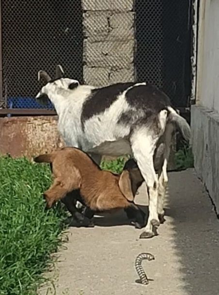 Альпийский пиакок ешкі сатылады
