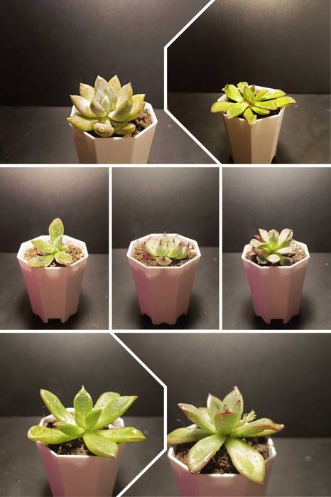 Продам разные суккуленты