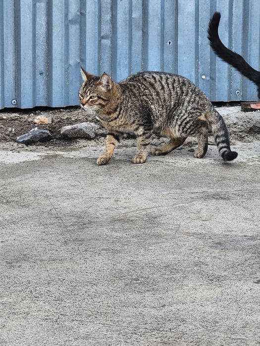 Отдам в хорошие руки.