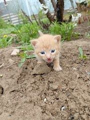 Продам двое котят